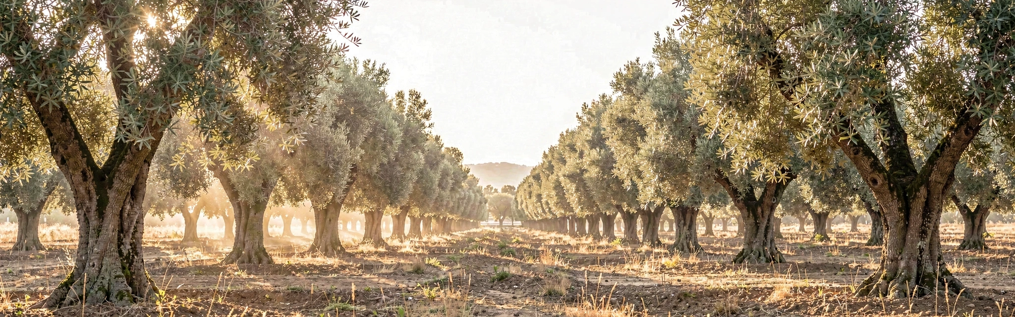 Campos de olivos en España
